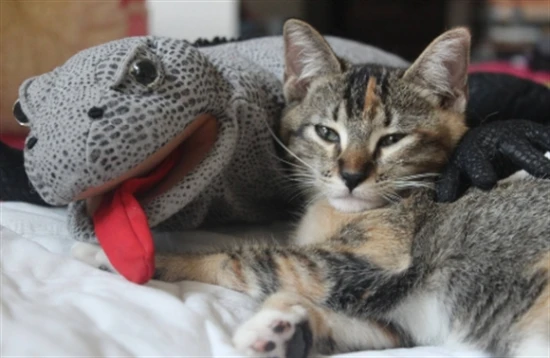 The best time for a male cat to develop cheeks