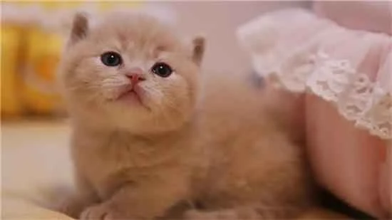 What do miniature cats look like?