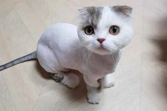 The kitten just arrived home and keeps meowing. Should I pay attention to it?