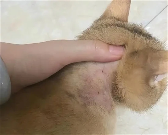 How to remove parasites from a cat?