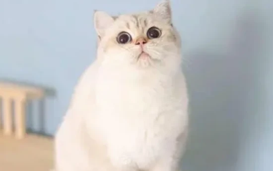 How to perform daily cleaning for your cat