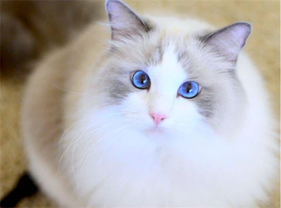 Are Ragdoll cats suitable for working professionals?