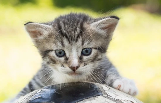 Can cats eat egg whites?