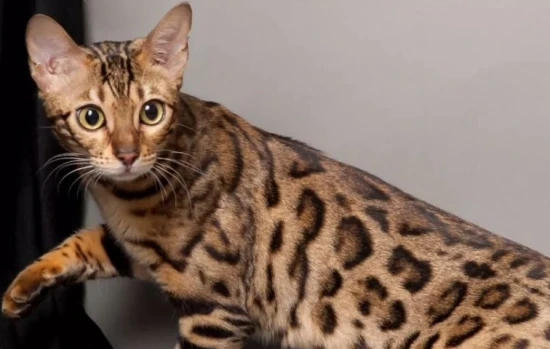 8 dietary restrictions for Bengal cats
