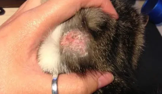 Will a cat's fur return to normal after ringworm is cured?