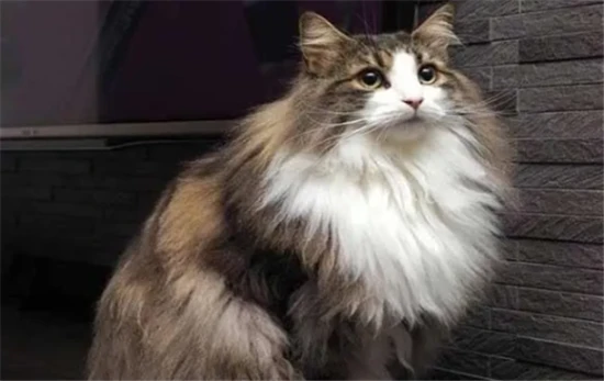 Why do cats always like to sleep on their backs with their paws in the air?