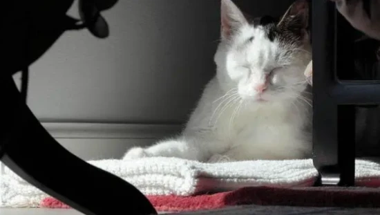 What are the stress responses in cats?