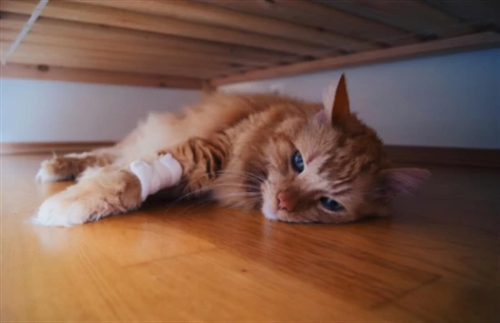 Symptoms of an elderly cat nearing death