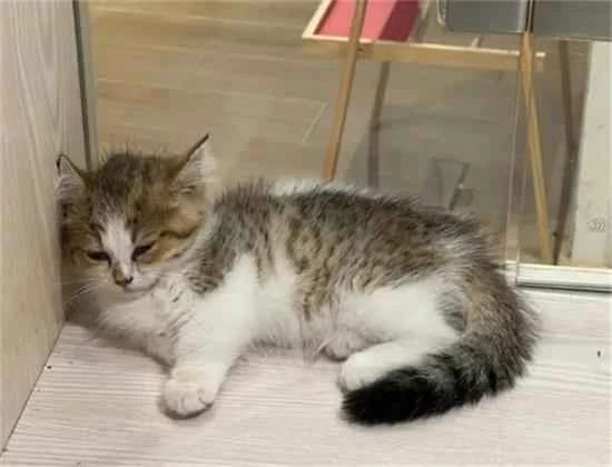 Can cats eat oranges?