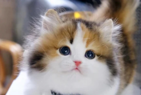 Can cats eat mushrooms?