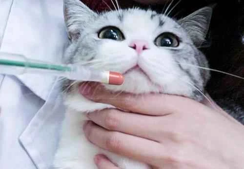 Can cats eat chicken sausage?