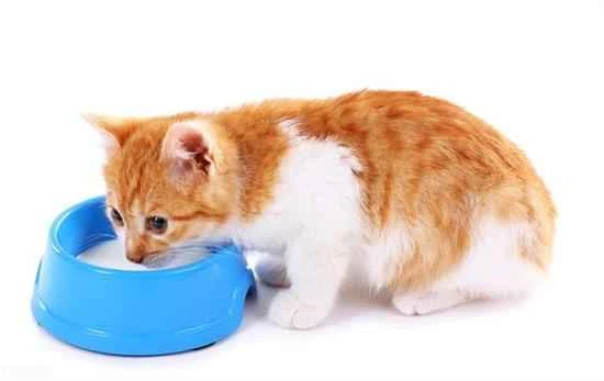 Methods for helping cats lose weight daily