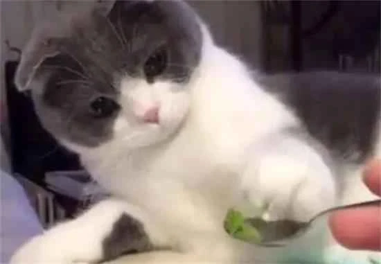 Cat dies after eating a piece of wasabi