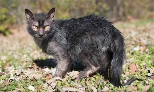 How many hours of sleep should a cat normally get per day?