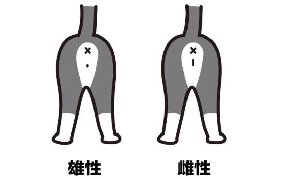 How to tell the sex of a newborn kitten