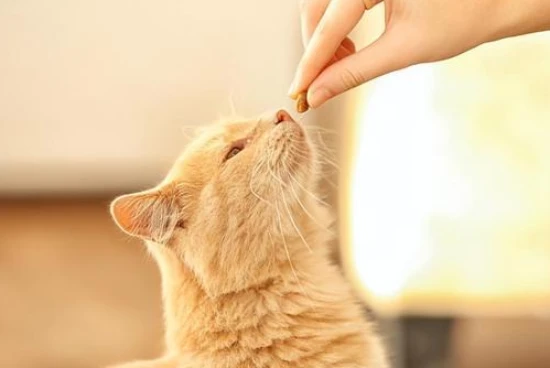 Do cats need frequent companionship from their owners?