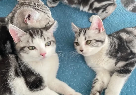 What medicine should I give my cat for constipation?