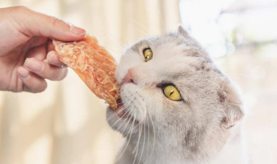 What should a cat eat to produce the fastest and most milk?