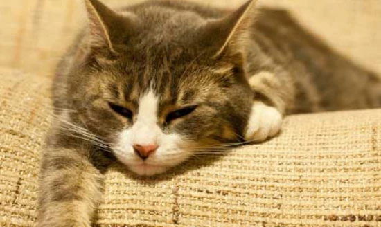 10-day observation method for cat scratches