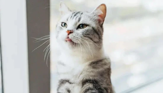 What temperature is suitable for a cat?