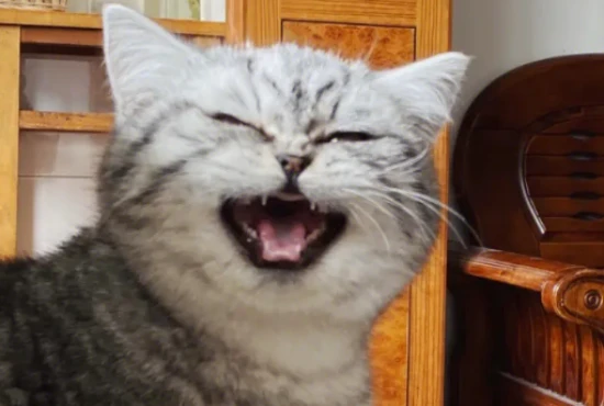 The kitten's voice was hoarse