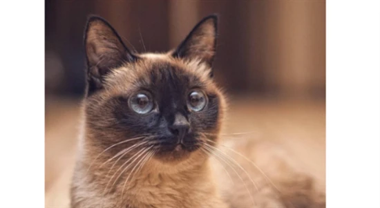 How often do Siamese cats shed their fur, and what should you do during their molting season?