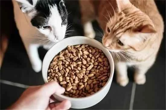 What to feed your cat when it runs out of food?