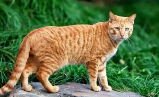 What to do if a cat has engorged milk lumps?