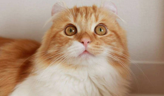 Cats get cold easily in winter; their lack of energy might be due to catching a cold.