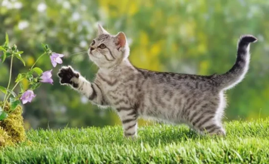 Why does my cat keep meowing and wandering around?