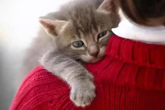 Possible reasons why a cat loses its appetite after a bath