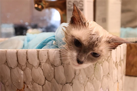 Have you been taking care of your cat's daily needs if it hasn't been eating for a long time?