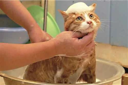 Ten things to avoid when bathing your cat