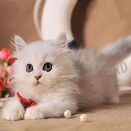 How much cat litter should I put in at a time and how often should I change it?