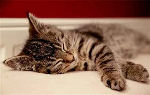 Can cats eat apricots?