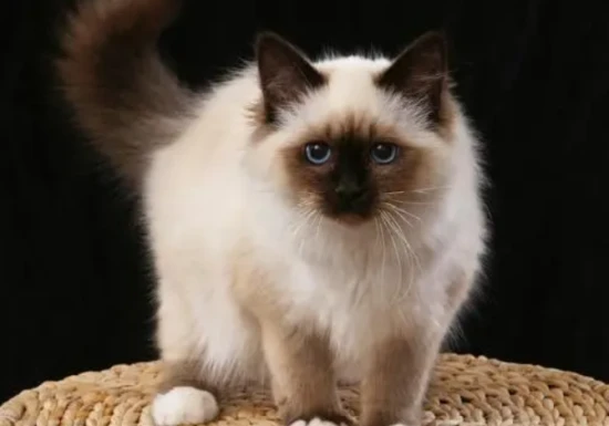 Do cat anal glands always need to be expressed? Cat anal gland problems need to be addressed promptly.