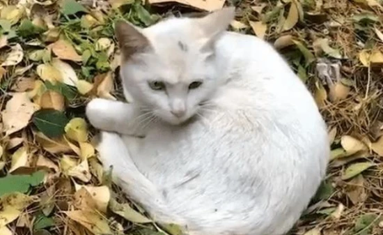 What are the reasons for a cat becoming thin?