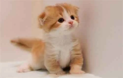 How to treat cats for internal and external parasites