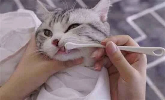 How to clean a cat's mouth if it has bad breath?