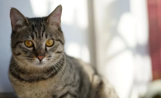 What should I do if my cat has a cold, is lethargic, and isn't eating?