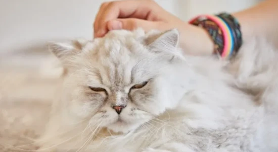 小猫为什么会掉毛？猫咪掉毛的原因和解决办法