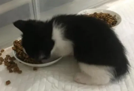 Cats start growing rapidly at a few months old