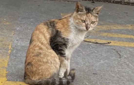 How long does it take for a cat to recover from motion sickness?