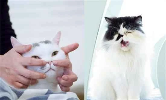 Massage techniques to promote bowel movements in cats