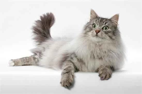 What causes symmetrical hair loss on a cat's legs?