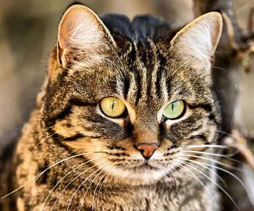 Why do cats drag their butts when they walk?