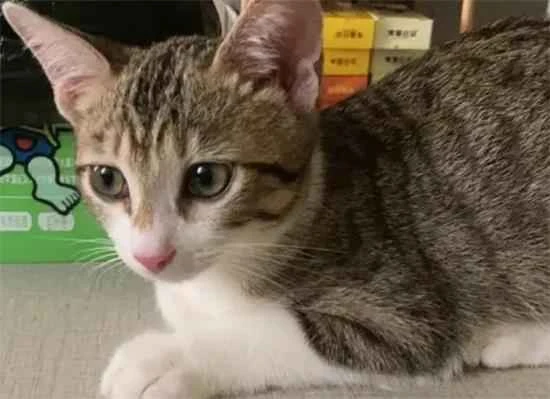 Why do cats always like to follow their owners around?