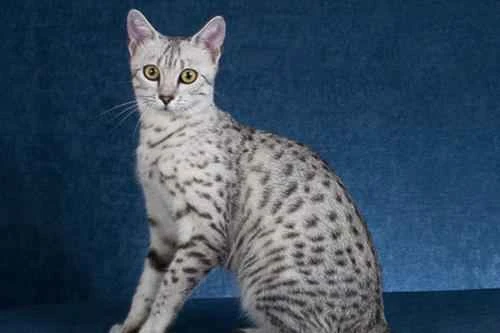 Do I need to get the feline triple vaccine every year?