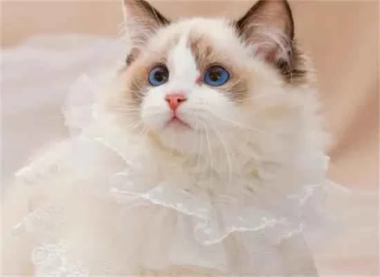 These are some of the cats with the "best temperaments" according to online reviews; you can keep them with peace of mind.