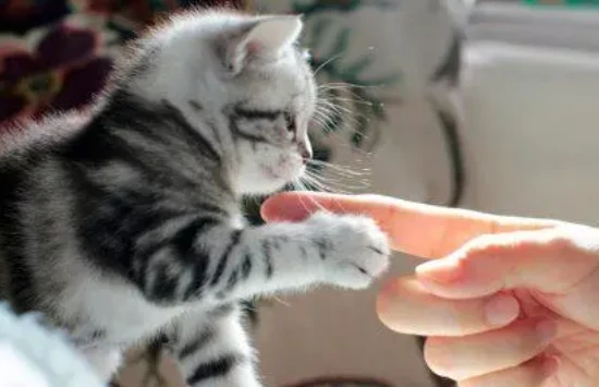 What to do if your cat is too clingy?